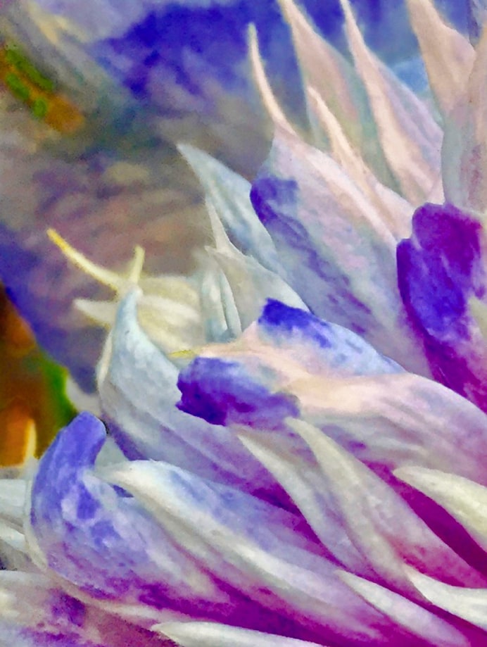 In Bloom Online Exclusive Exhibitions Staley Wise Gallery