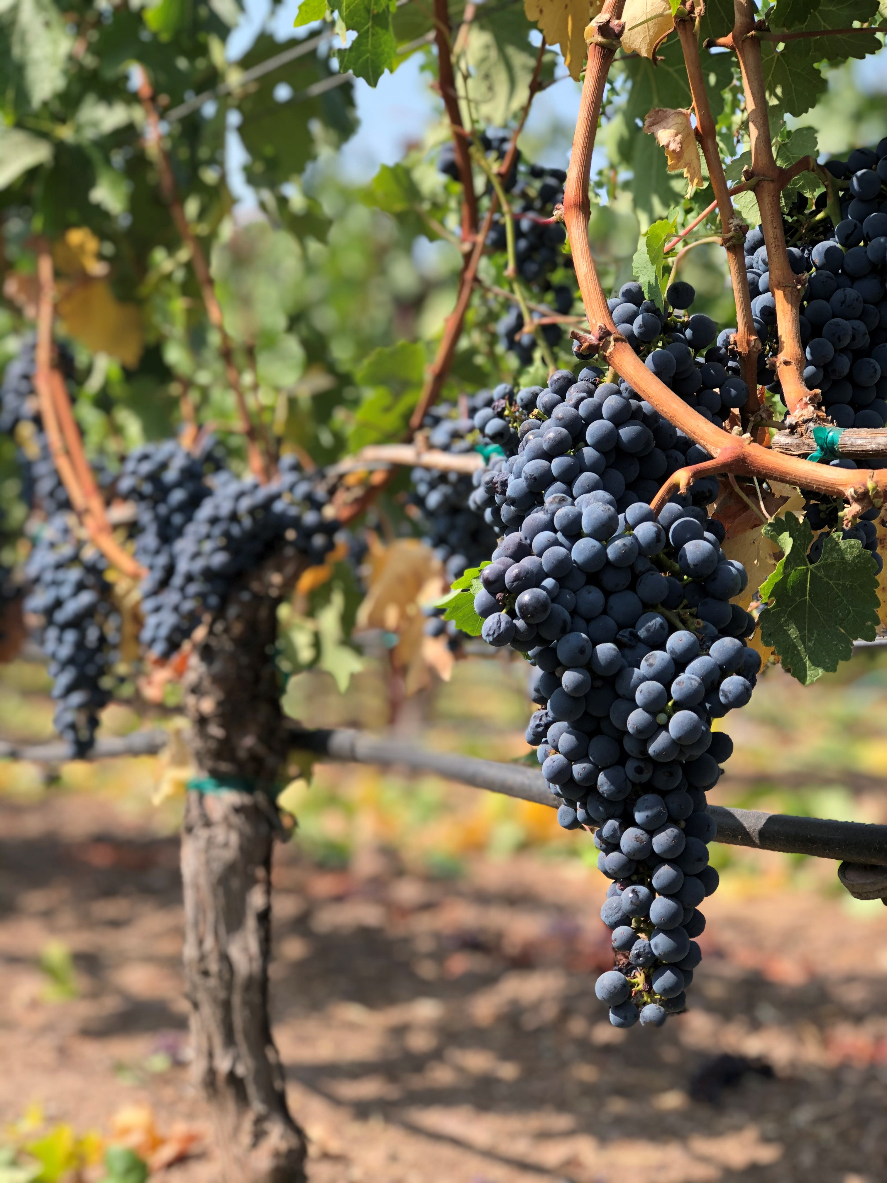 News - Kenzo Estate Winery Press, Media and Wine Reviews News - Kenzo Estate Winery Press, Media and Wine Reviews