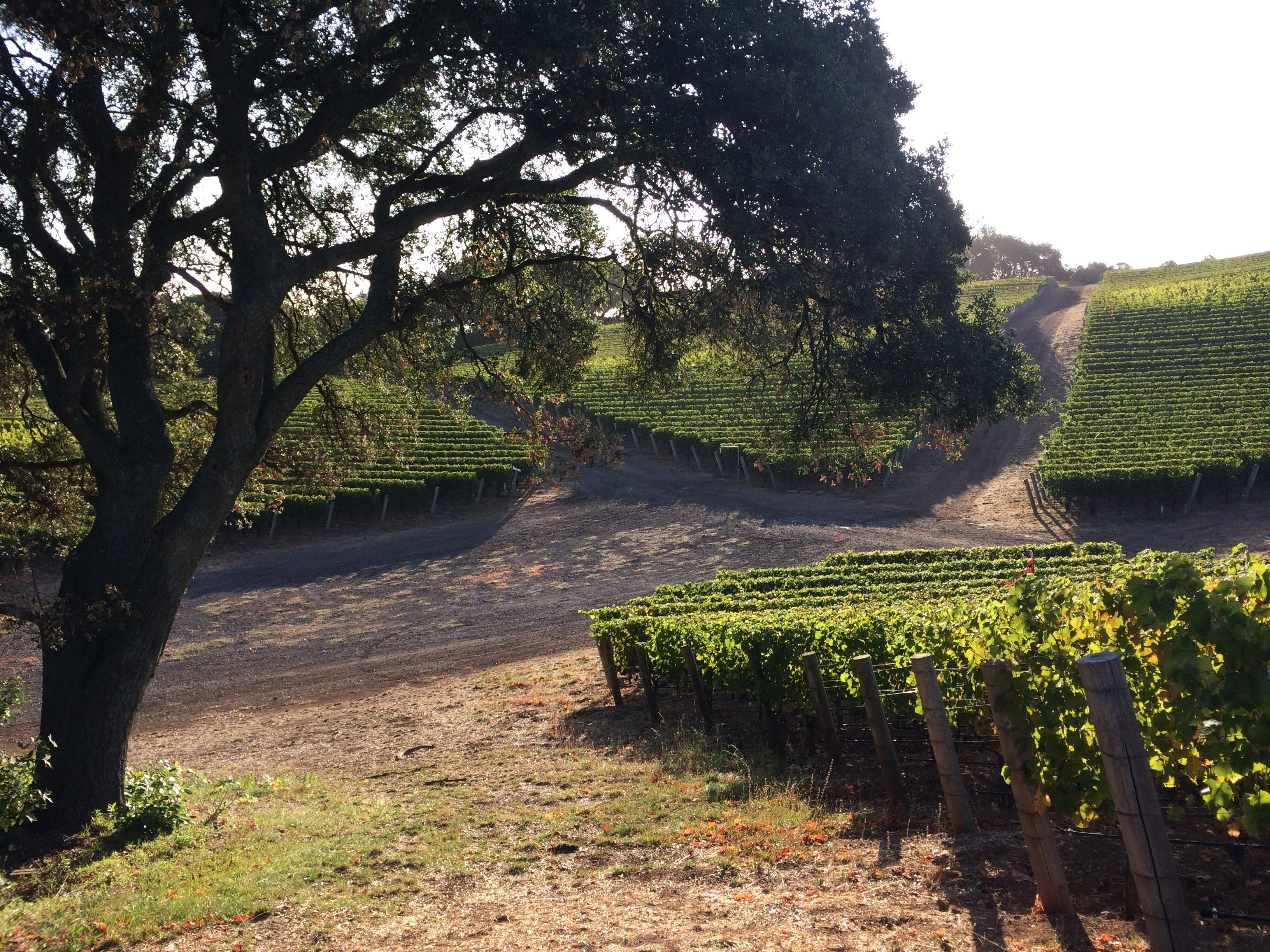 News - Kenzo Estate Winery Press, Media and Wine Reviews News - Kenzo Estate Winery Press, Media and Wine Reviews