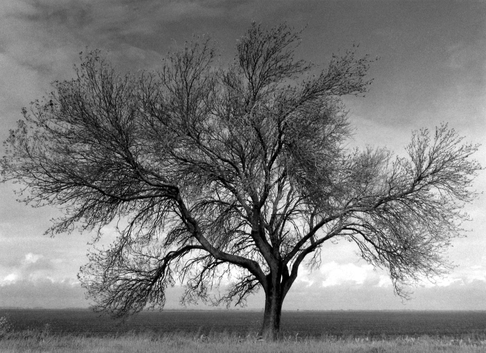 Walnut Tree, Sutter Basin, 2003