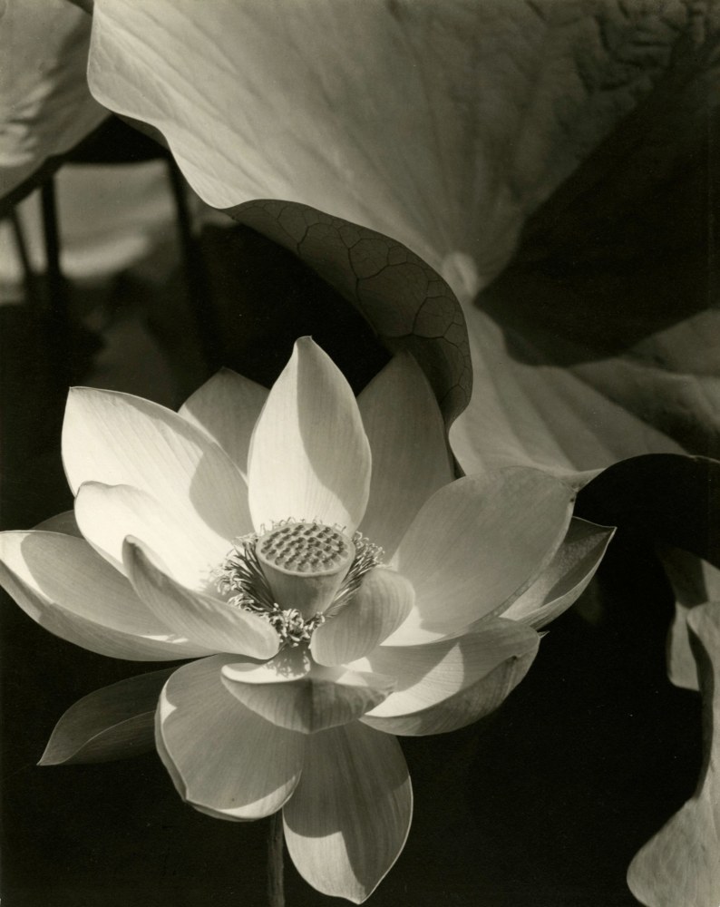 Lotus, Mt. Kisco, New York, 1915