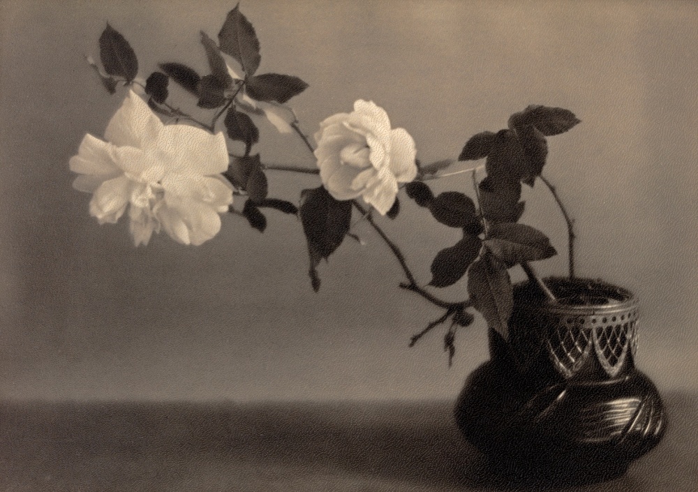 Warm toned black and white image showing two white rose displayed in a decorative bowl.