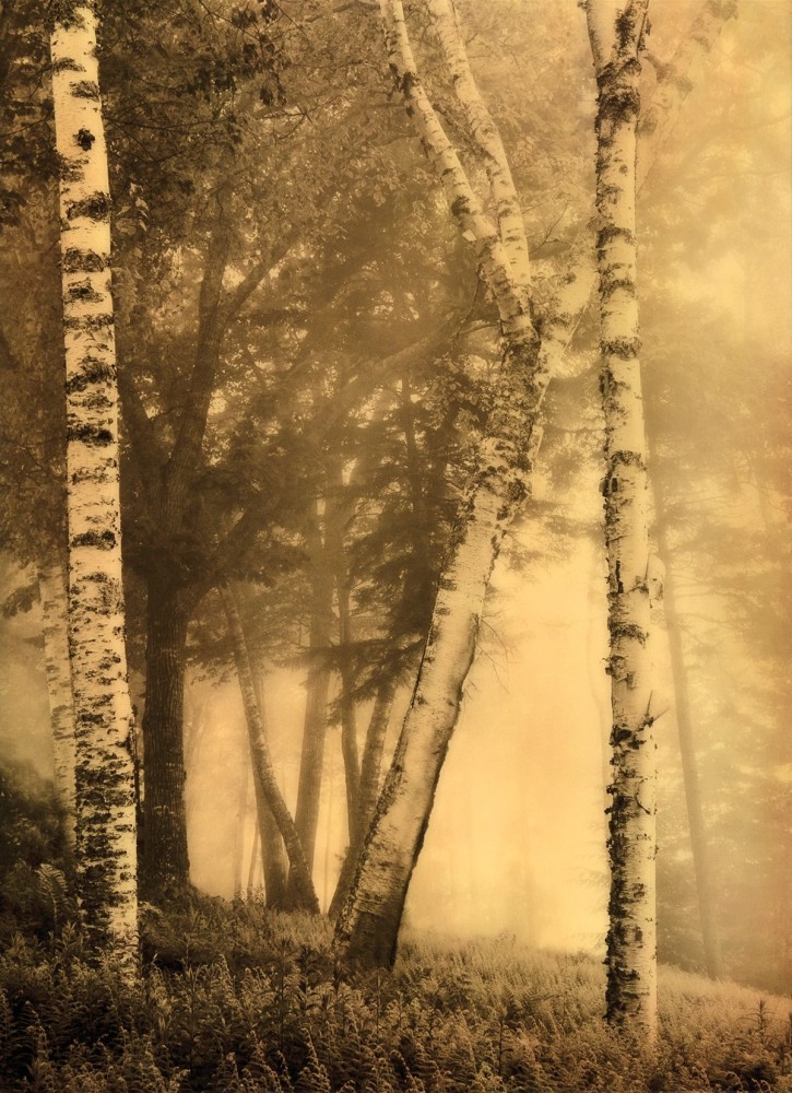 Trees in the Mist |  BY DAPHNE NIKOLOPOULOS