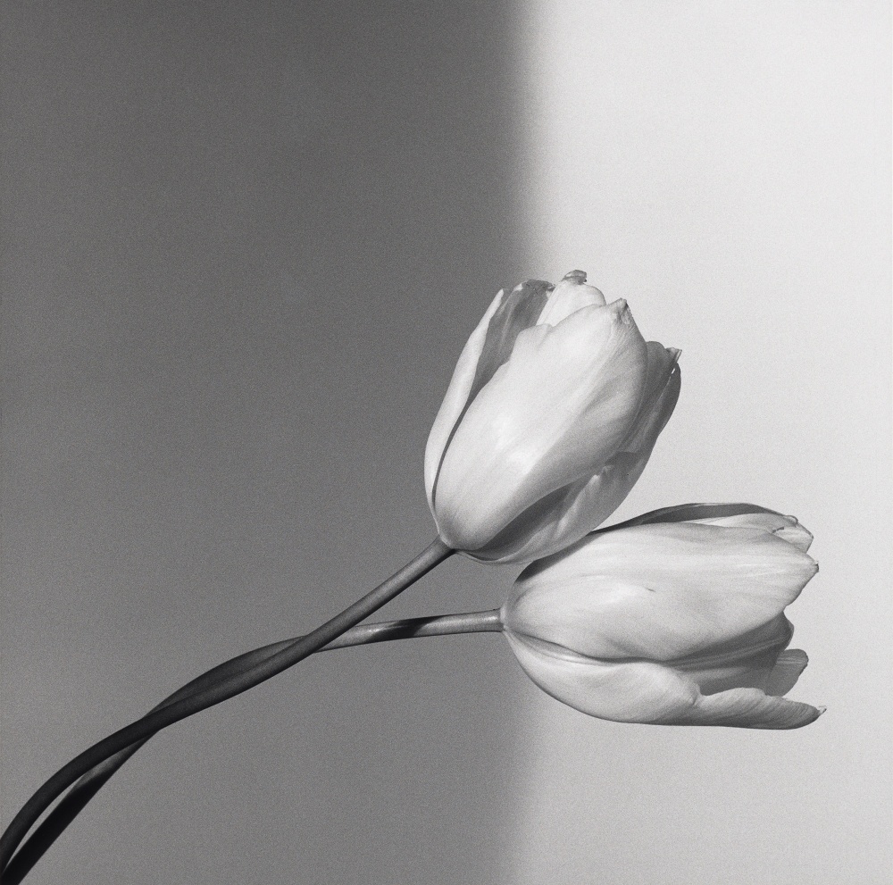 Foundation - Mapplethorpe Foundation