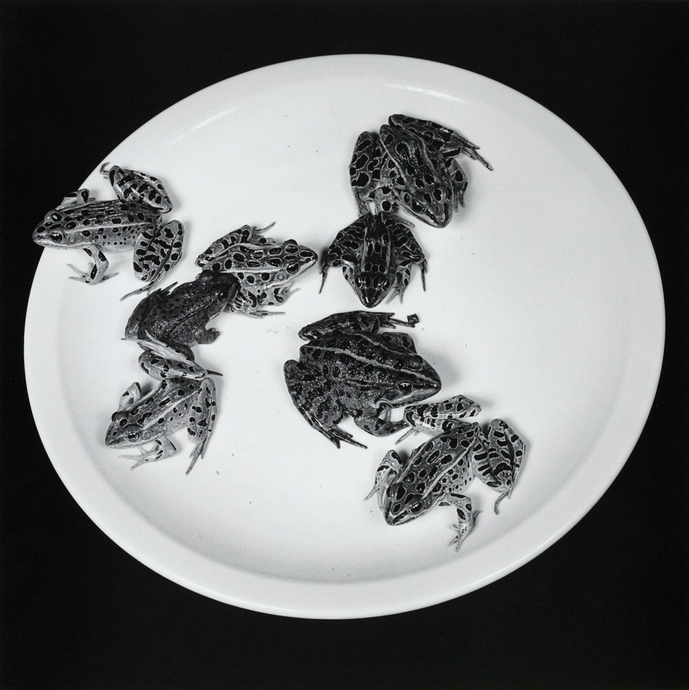 Eight frogs on a plate