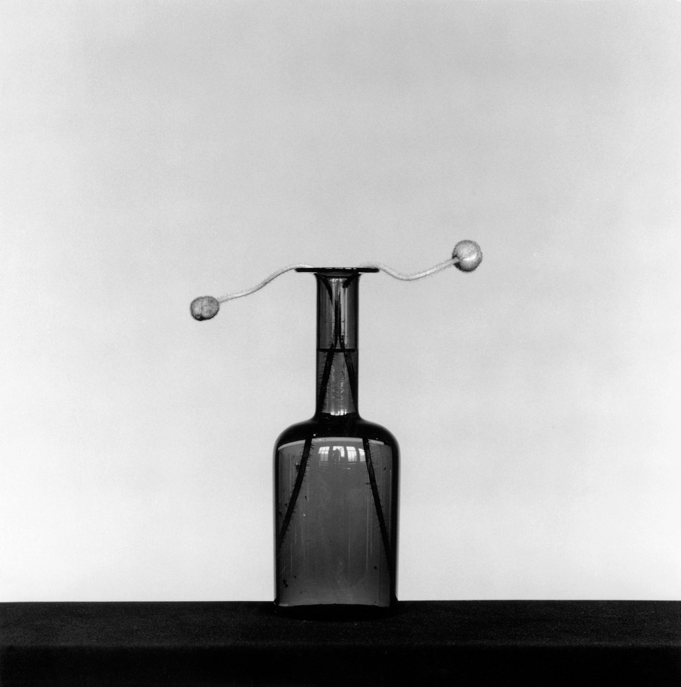 Vase with two poppy buds pointing to either side of frame.