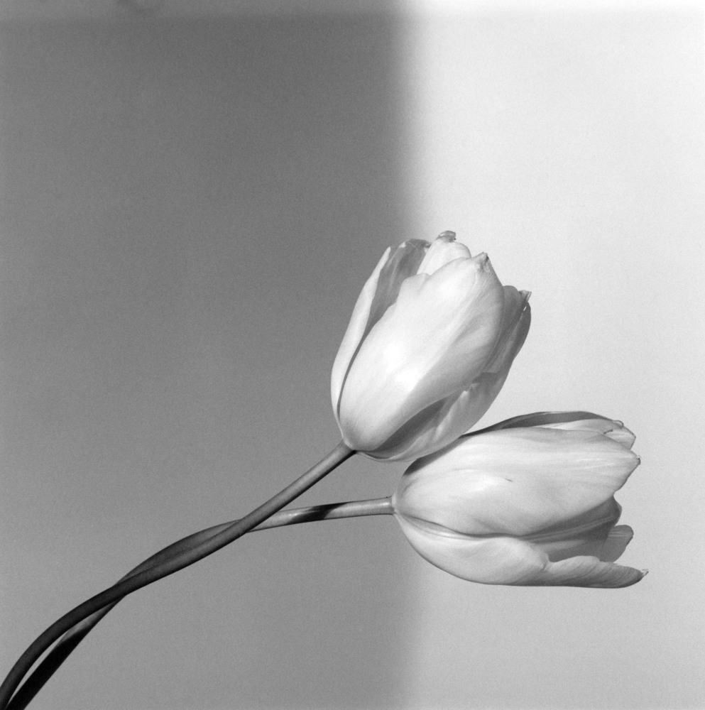 Foundation - Mapplethorpe Foundation