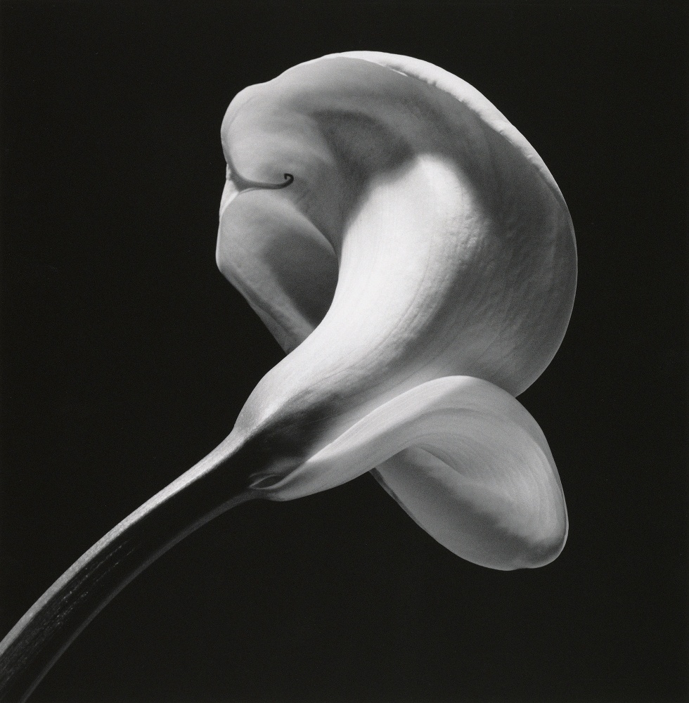 Calla lily in center of frame on a diagonal stem, facing away from camera.