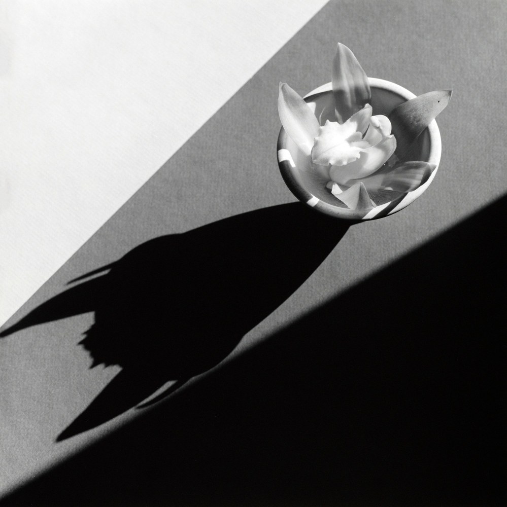 Orchid in small bowl with a large shadow.