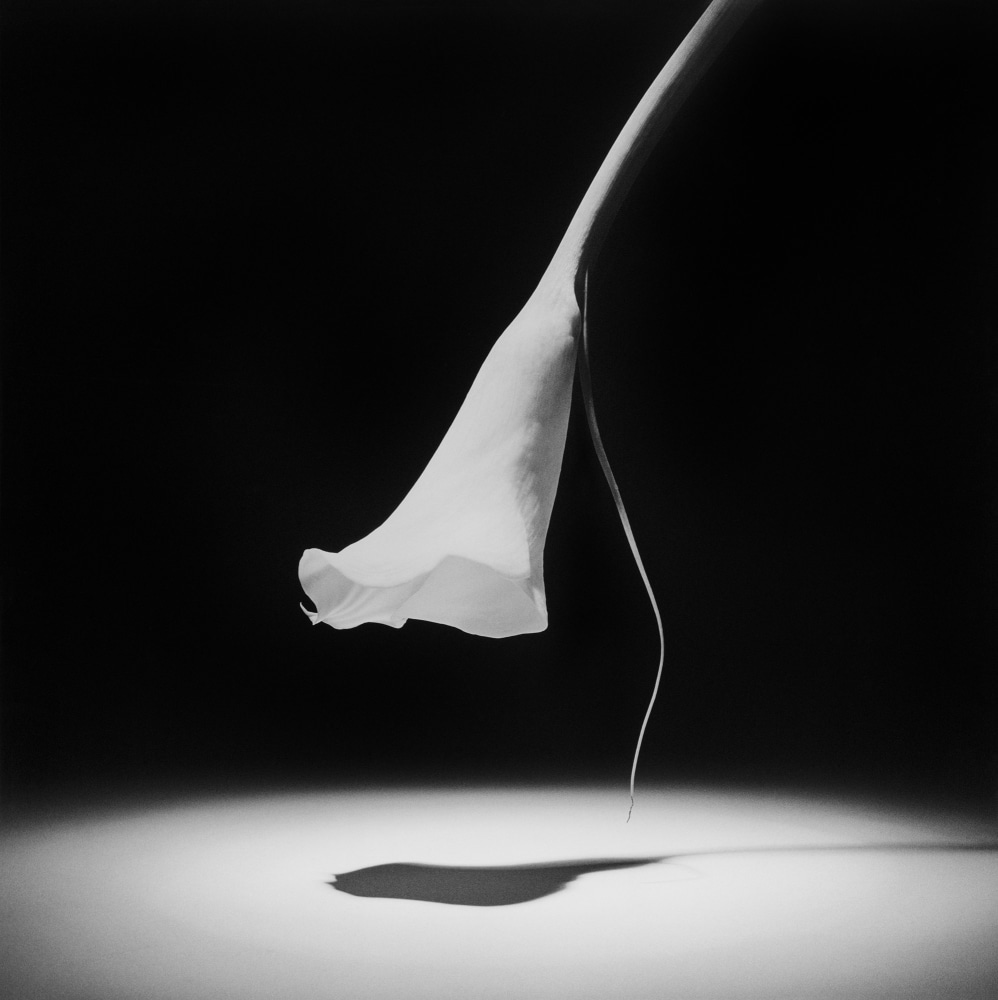 A single Calla Lily in a spotlight.