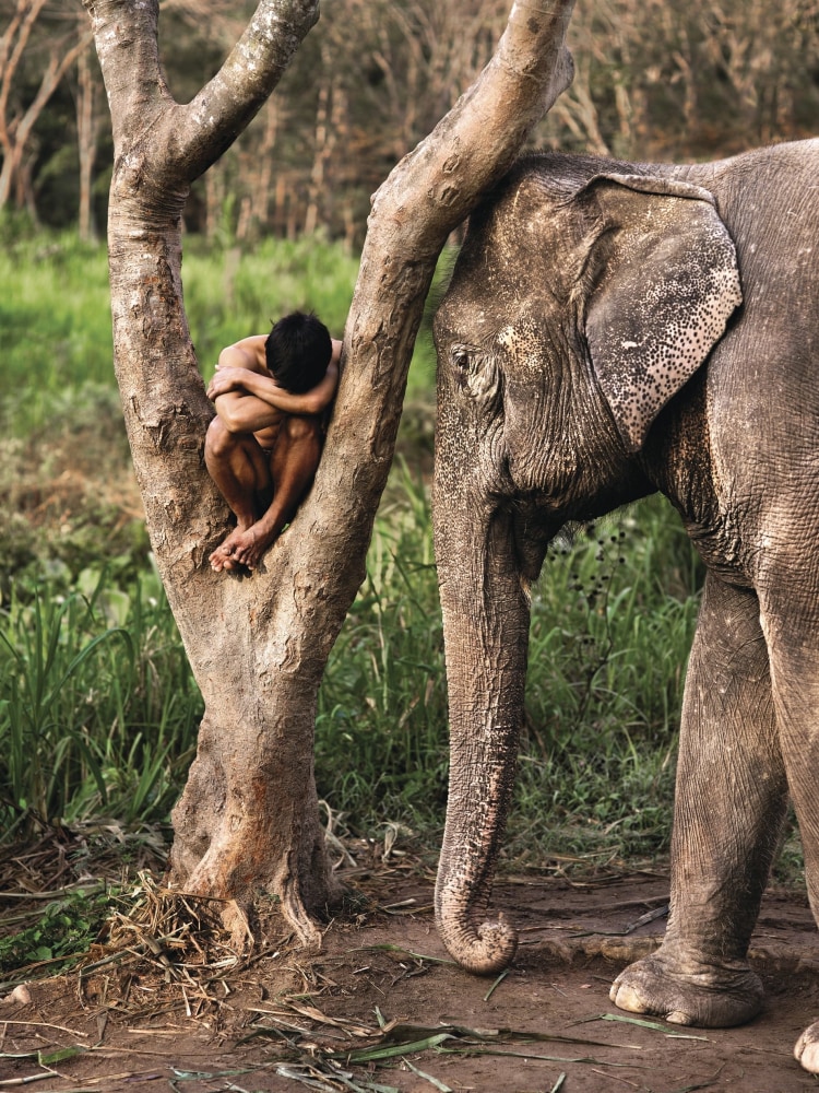 Steve McCurry Elephant in Thailand