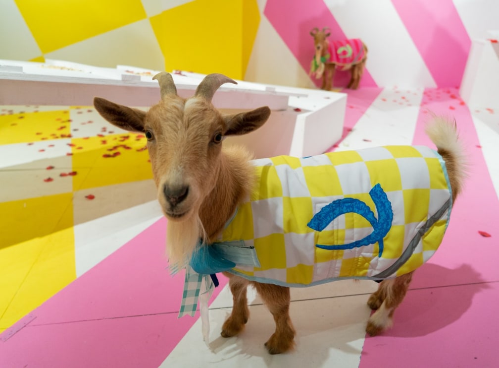 In Jonathan Paul’s New Exhibition, Two Goats Compete in An Absurdist Game About Human Nature