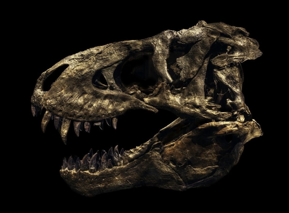 Dinosaurs Get Their Close-Ups in These Stunning Photos