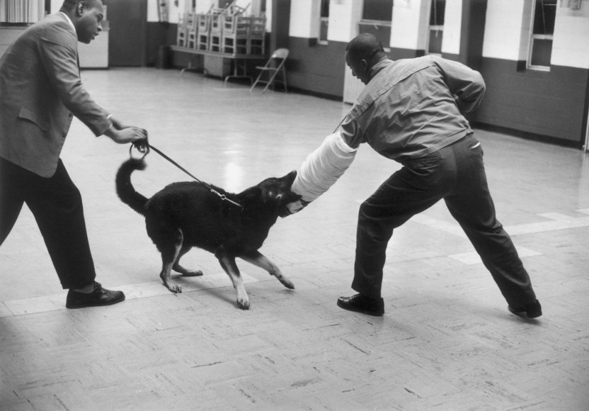 Muslim Training Against Police Dogs, Chicago, Illinois, 1963