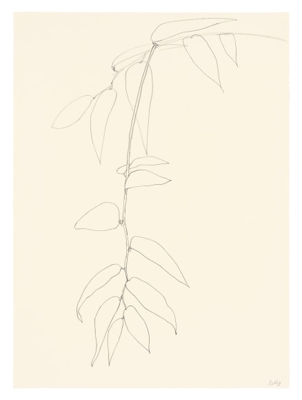 pencil drawing of Leucothoe