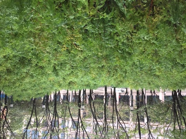 SPENCER FINCH Lost Man Creek