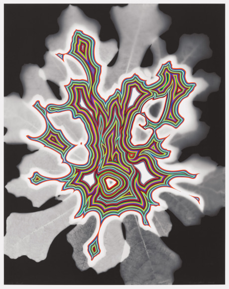 FRED TOMASELLI Untitled (bloom)