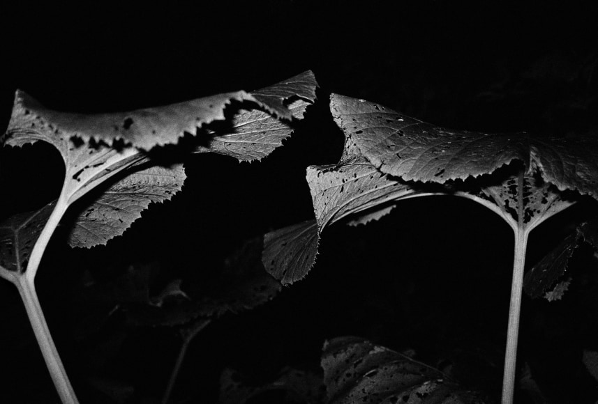 ANNE-RENÉE HOTTE | NUIT 16 | NKJET PRINT ON ARCHIVAL PAPER | 48 X 71 INCHES | 2019