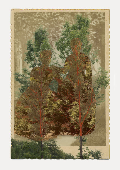 SARA ANGELUCCI | ARBORETUM (SISTER ELMS) | PIGMENT PRINT ON ARCHIVAL PAPER | 31 X 44 INCHES | 2016 