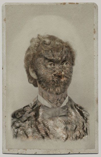 SARA ANGELUCCI | WESTERN SCREECH-OWL/ENDANGERED | CHROMOGENIC PRINT | 22 X 33.5 INCHES | 2013