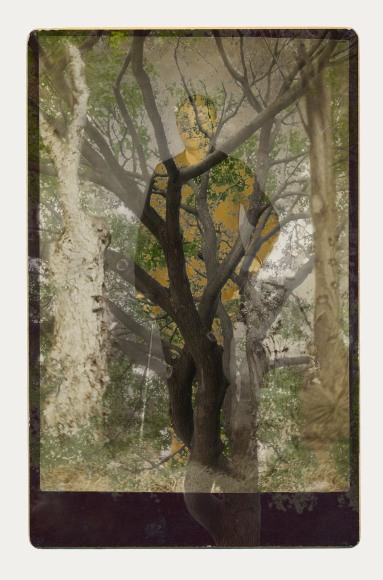 SARA ANGELUCCI | ARBORETUM (MAN/MAPLE) | PIGMENT PRINT ON ARCHIVAL PAPER | 24 X 34 INCHES | 2016 