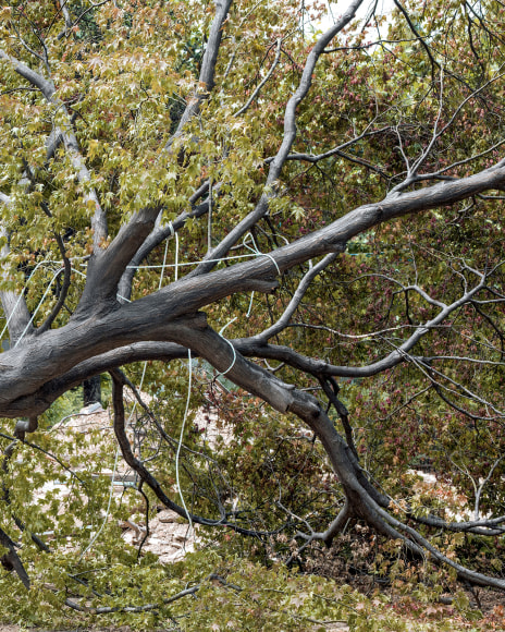 JINYOUNG&nbsp;KIM | ROPED TREE, GAEPO&nbsp;| C-PRINT | 40&nbsp;X 32&nbsp;INCHES | EDITION OF 5 | 2019, &nbsp;