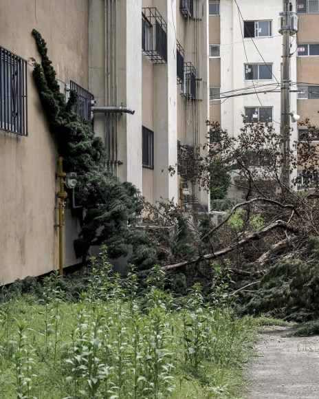 JINYOUNG&nbsp;KIM | FALLEN TREE ON A PATH, GAEPO&nbsp;| C-PRINT | 48&nbsp;X 38 INCHES | EDITION OF 5 | 2019, &nbsp;