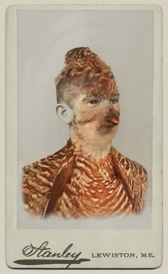 SARA ANGELUCCI | HEATH HEN/EXTIRPATED | AVIARY | CHROMOGENIC PRINT | 22 X 33.5 INCHES | 2013