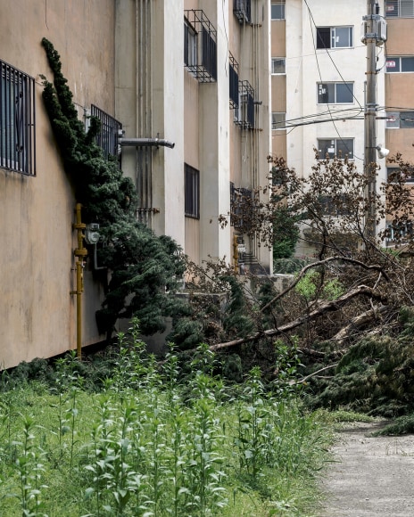 JINYOUNG KIM | FALLEN TREE ON A PATH, GAEPO | C-PRINT | 48 X 38 INCHES | EDITION OF 5 | 2019,  