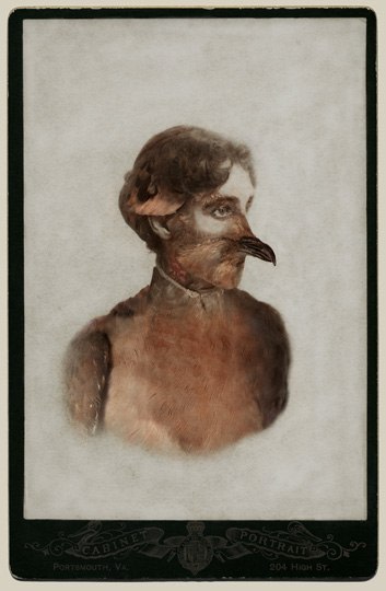 SARA ANGELUCCI | FEMALE PASSENGER PIGEON/EXTINCT | AVIARY | CHROMOGENIC PRINT | 26 X 38 INCHES | 2013