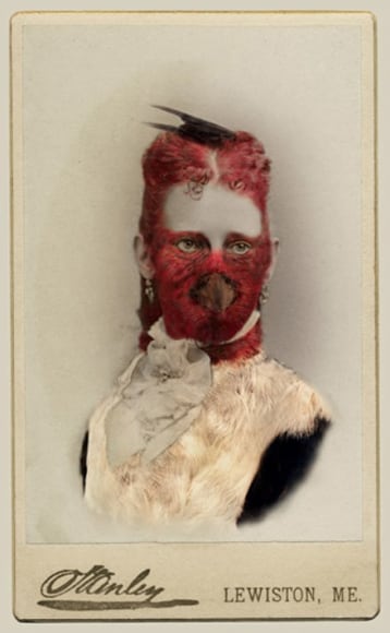 SARA ANGELUCCI | RED-HEADED WOODPECKER/ENDANGERED | AVIARY | CHROMOGENIC PRINT | 22 X 33.5 INCHES | 2013