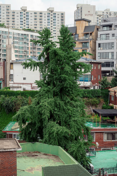 JINYOUNG KIM | SINDANG AREA 9, GINKGO TREE | C-PRINT MOUNTED ON DIBOND | 30 X 20 INCHES | EDITION OF 5 | 2019