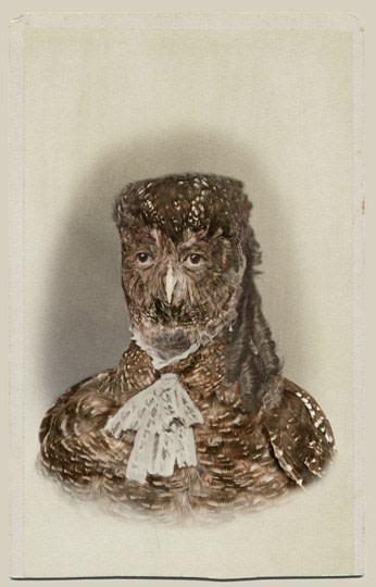 SARA ANGELUCCI | SPOTTED OWL/ENDANGERED | AVIARY | CHROMOGENIC PRINT | 22 X 33.5 INCHES | 2013