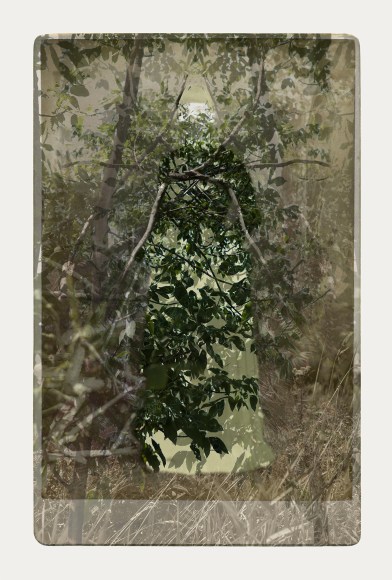 SARA ANGELUCCI | ARBORETUM (WOMAN/ASH) | PIGMENT PRINT ON ARCHIVAL PAPER | 24 X 34 INCHES | 2016 