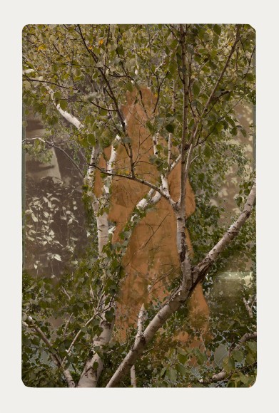 SARA ANGELUCCI | ARBORETUM (WOMAN/WHITE BIRCH) | PIGMENT PRINT ON ARCHIVAL PAPER | 24 X 34 INCHES | 2016 