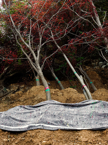 JINYOUNG KIM | FALLEN TREE, GAEPO | C-PRINT | 48 X 38 INCHES | EDITION OF 5 | 2019,  