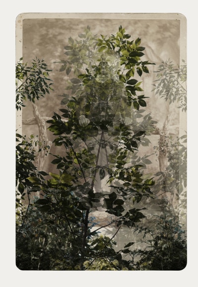 SARA ANGELUCCI | ARBORETUM (BOY/DOUBLE ASH) | PIGMENT PRINT ON ARCHIVAL PAPER | 31 X 44 INCHES | 2016 