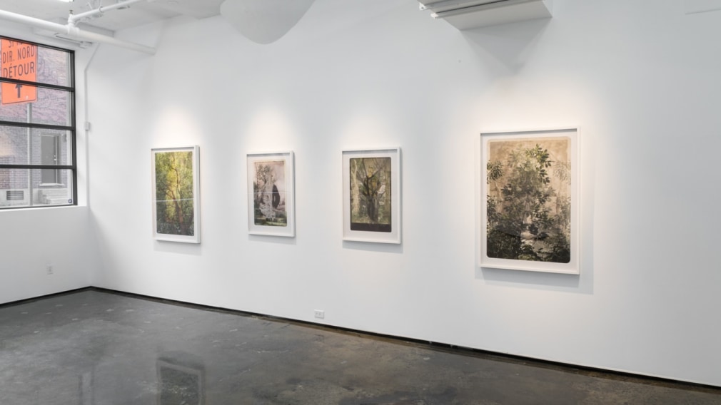 SARA ANGELUCCI | ARBORETUM | INSTALLATION VIEW | PATRICK MIKHAIL GALLERY | MONTRÉAL
