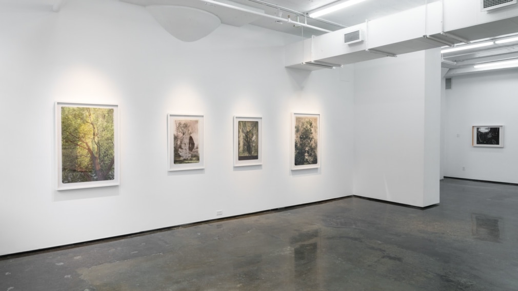 SARA ANGELUCCI | ARBORETUM | INSTALLATION VIEW | PATRICK MIKHAIL GALLERY | MONTRÉAL
