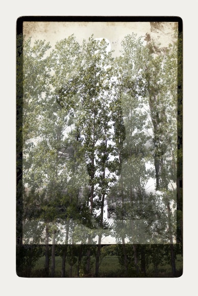 SARA ANGELUCCI | ARBORETUM (MAN/POPLAR) | PIGMENT PRINT ON ARCHIVAL PAPER | 24 X 34 INCHES | 2016 