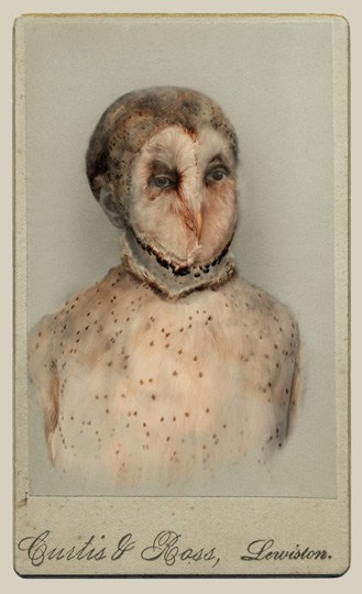 SARA ANGELUCCI | BARN OWL/ENDANGERED | AVIARY | CHROMOGENIC PRINT | 22 X 33.5 INCHES | 2013