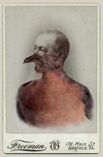 SARA ANGELUCCI | MALE PASSENGER PIGEON/EXTINCT | AVIARY | CHROMOGENIC PRINT | 26 X 38 INCHES | 2013