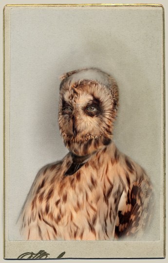 SARA ANGELUCCI | SHORT-EARED OWL/ENDANGERED | CHROMOGENIC PRINT | 22 X 33.5 INCHES | 2013