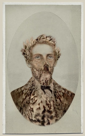 SARA ANGELUCCI | SAGE THRASHER/ENDANGERED | AVIARY | CHROMOGENIC PRINT | 22 X 33.5 INCHES | 2013