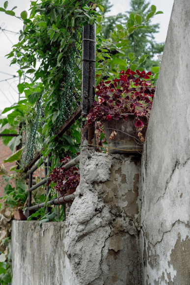 JINYOUNG KIM | SINDANG AREA 9, POTTED PLANTS AND CONCRETE | C-PRINT MOUNTED ON DIBOND | 20&nbsp;X 30 INCHES |&nbsp;2019, &nbsp;