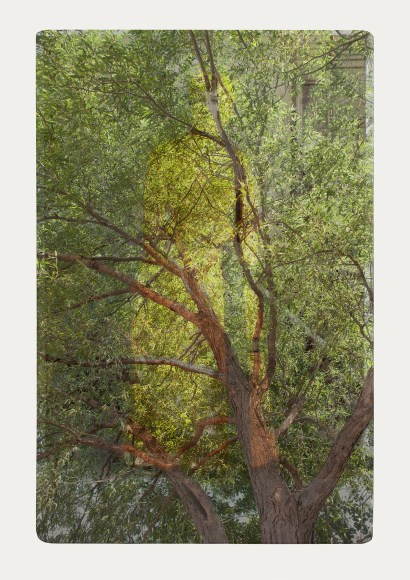 SARA ANGELUCCI | ARBORETUM (WOMAN/WILLOW) | PIGMENT PRINT ON ARCHIVAL PAPER | 31 X 44 INCHES | 2016 