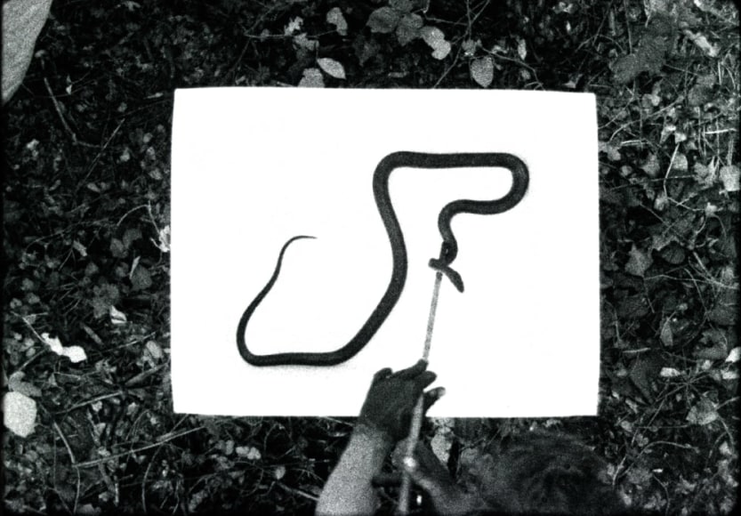 JEFF WHETSTONE, Drawing E. Obsoleta, 2011