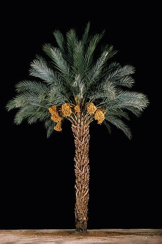 Tamar #1 (Date Palm), 2011