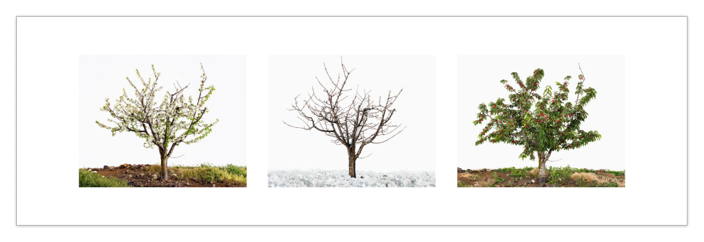 Tal Shochat, Lessons in Time 5 (Cherry Tree), 2017