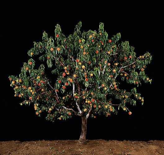 Afarsek (Peach), 2011